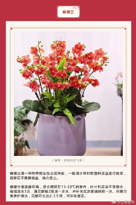 新春氛围组成员年宵花怎么选？先来认识下它们→