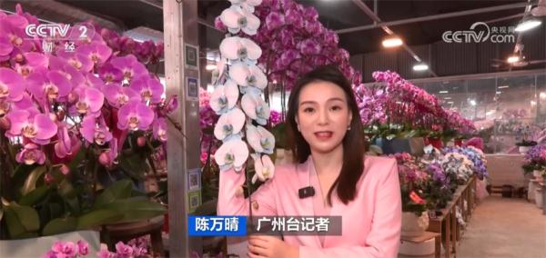 “南菜北运”加速跑、年夜饭预订火爆、年宵花热销 人间烟火味最抚凡人心 “南菜北运”加速跑、年夜饭预订火爆、年宵花热销 人间烟火味最抚凡人心