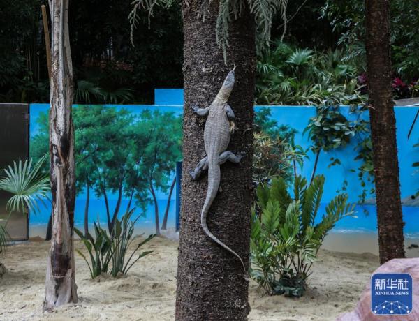 科莫多巨蜥在广州长隆亮相 科莫多巨蜥在广州长隆亮相