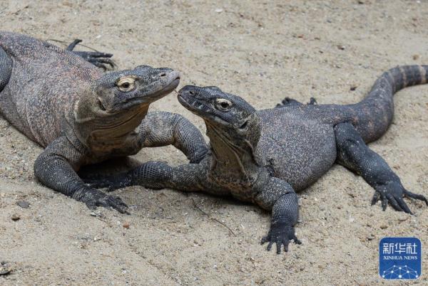 科莫多巨蜥在广州长隆亮相 科莫多巨蜥在广州长隆亮相