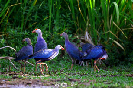 刷新纪录！西昌邛海流域鸟类突破300种