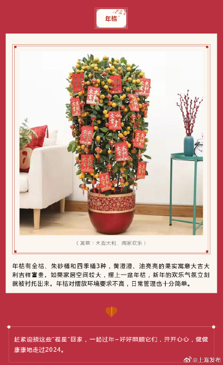 新春氛围组成员年宵花怎么选？先来认识下它们→