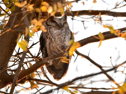 刷新纪录！西昌邛海流域鸟类突破300种