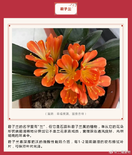 新春氛围组成员年宵花怎么选？先来认识下它们→