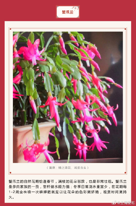 新春氛围组成员年宵花怎么选？先来认识下它们→