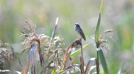刷新纪录！西昌邛海流域鸟类突破300种