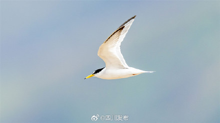 刷新纪录！西昌邛海流域鸟类突破300种