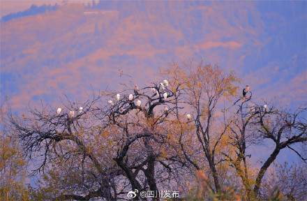 刷新纪录！西昌邛海流域鸟类突破300种