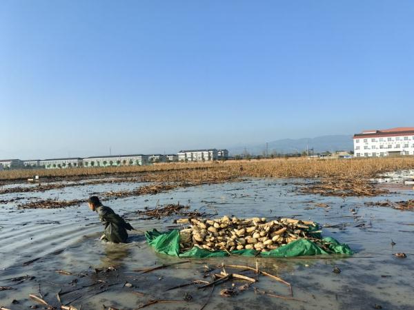 陕西汉中:村村收入“10万+”,是怎么做到的? 陕西汉中:村村收入“10万+”,是怎么做到的?