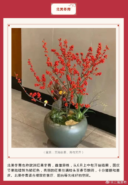 新春氛围组成员年宵花怎么选？先来认识下它们→