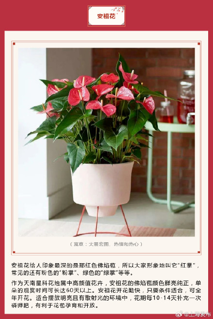 新春氛围组成员年宵花怎么选？先来认识下它们→