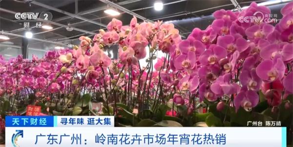 “南菜北运”加速跑、年夜饭预订火爆、年宵花热销 人间烟火味最抚凡人心 “南菜北运”加速跑、年夜饭预订火爆、年宵花热销 人间烟火味最抚凡人心