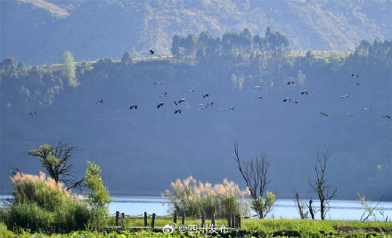 刷新纪录！西昌邛海流域鸟类突破300种