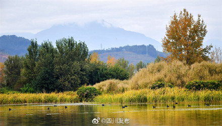 刷新纪录！西昌邛海流域鸟类突破300种