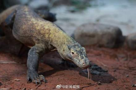 科莫多龙、猪婆龙、五爪金龙……你知道这些是什么动物吗？去上海动物园找龙