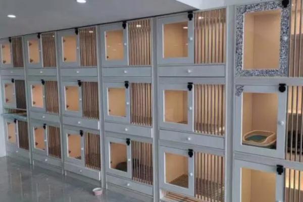 过年回家，寄养宠物要注意这些问题