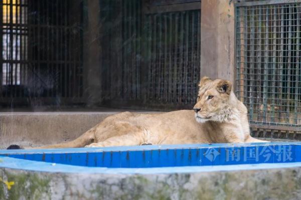 柳州小狮子，有了最新消息！看完心都化了