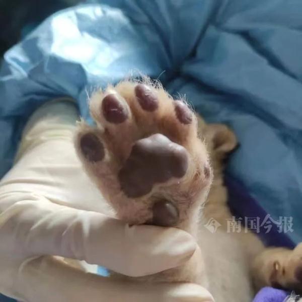 柳州小狮子，有了最新消息！看完心都化了