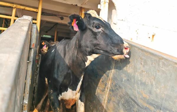 “牛来啦”！11998头澳大利亚种牛抵达天津港