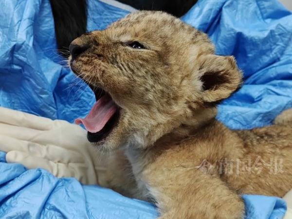 柳州小狮子，有了最新消息！看完心都化了