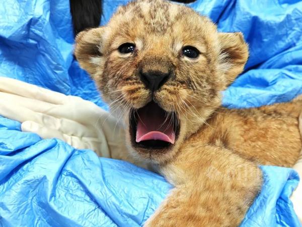 柳州小狮子，有了最新消息！看完心都化了