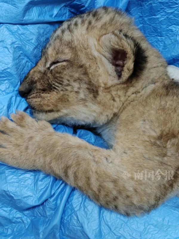 柳州小狮子，有了最新消息！看完心都化了