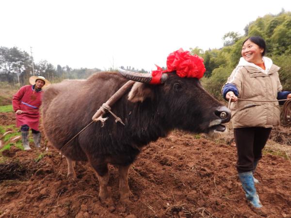 多彩民俗迎新春