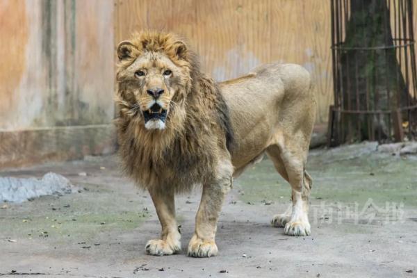 柳州小狮子，有了最新消息！看完心都化了