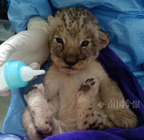 柳州小狮子，有了最新消息！看完心都化了