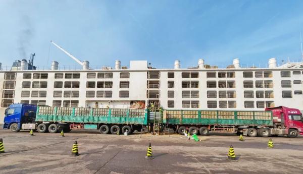 “牛来啦”！11998头澳大利亚种牛抵达天津港