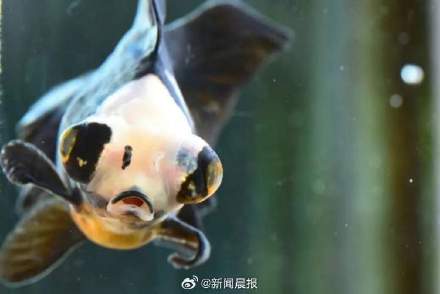 科莫多龙、猪婆龙、五爪金龙……你知道这些是什么动物吗？去上海动物园找龙