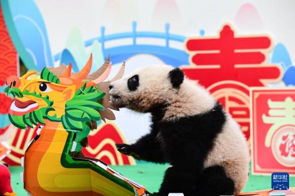 “新生大熊猫宝宝”亮相贺新春
