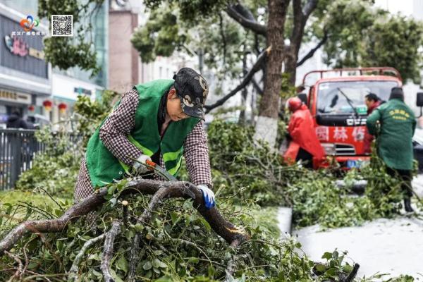 这次冰雪为何频频压断树枝？武汉已清理上10万处断枝