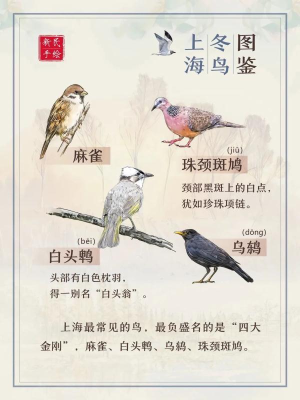 上海冬鸟图鉴