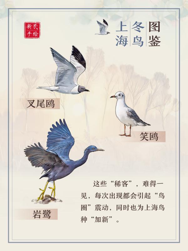 上海冬鸟图鉴