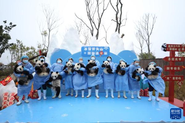 “新生大熊猫宝宝”亮相贺新春