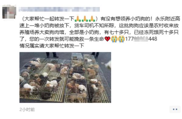 朋友圈刷屏！百余只小狗被遗弃贵州一服务区，暖心后续来了