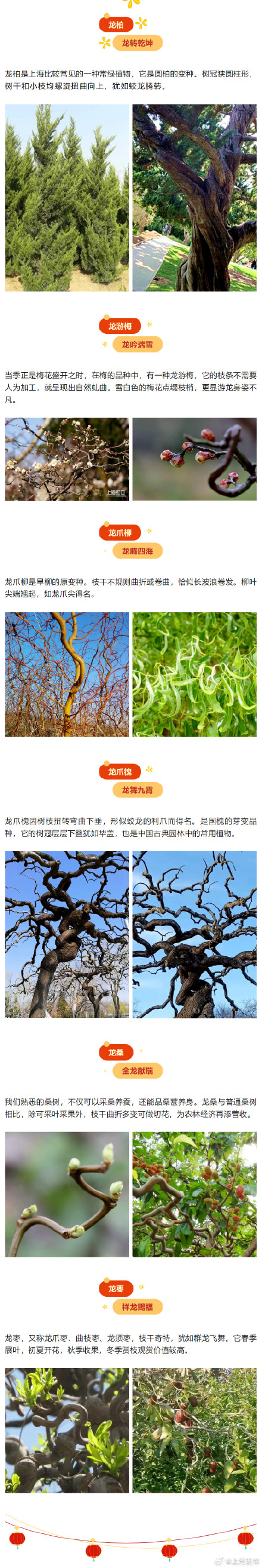 龙年话龙，这些含龙字和身形似龙的植物你都认识吗 →