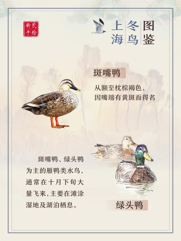 上海冬鸟图鉴