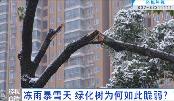 冻雨暴雪天，路边的绿化树为何受损严重？专家解释→