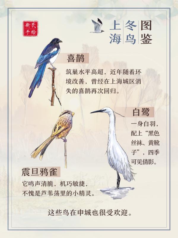 上海冬鸟图鉴