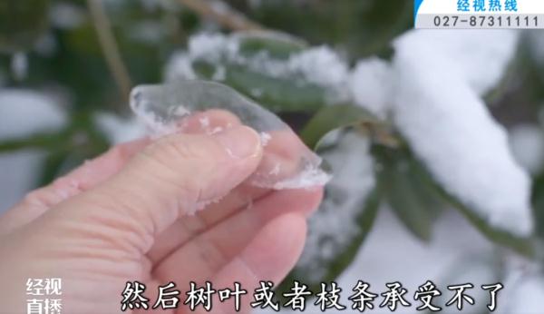 冻雨暴雪天，路边的绿化树为何受损严重？专家解释→