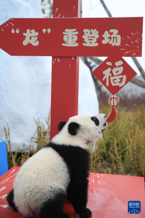 “新生大熊猫宝宝”亮相贺新春