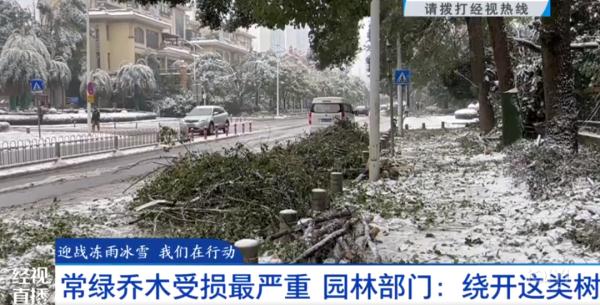 冻雨暴雪天，路边的绿化树为何受损严重？专家解释→