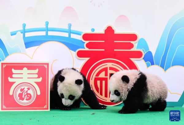 “新生大熊猫宝宝”亮相贺新春
