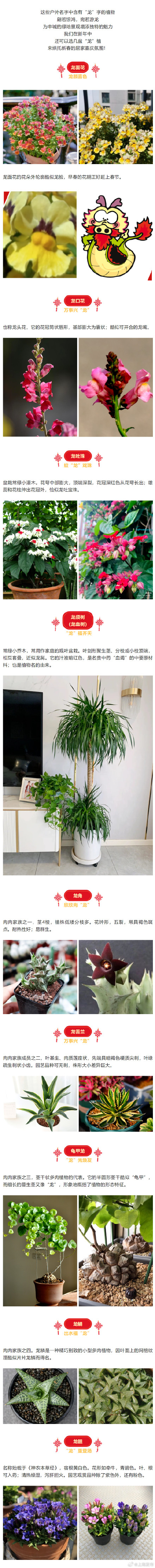 龙年话龙，这些含龙字和身形似龙的植物你都认识吗 →