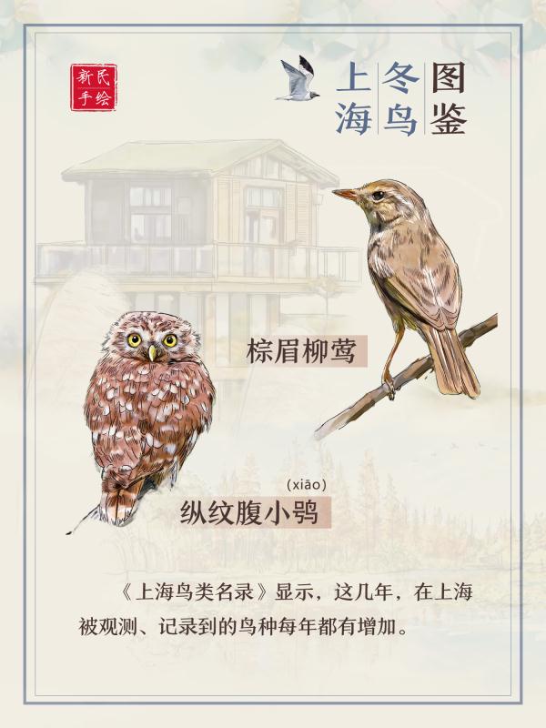 上海冬鸟图鉴