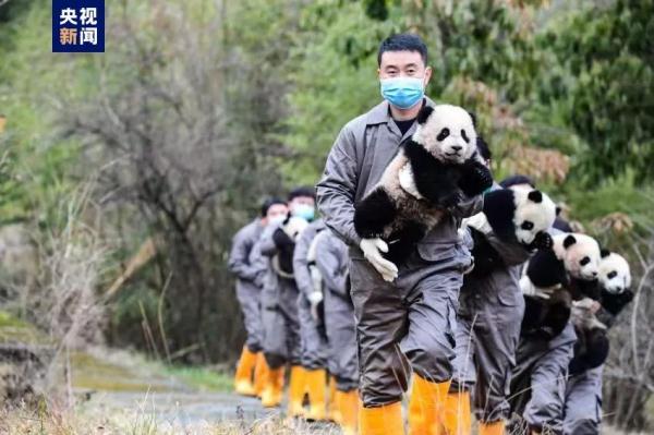 2023年新增34只熊猫宝宝