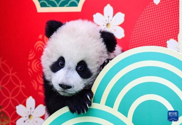 “新生大熊猫宝宝”亮相贺新春