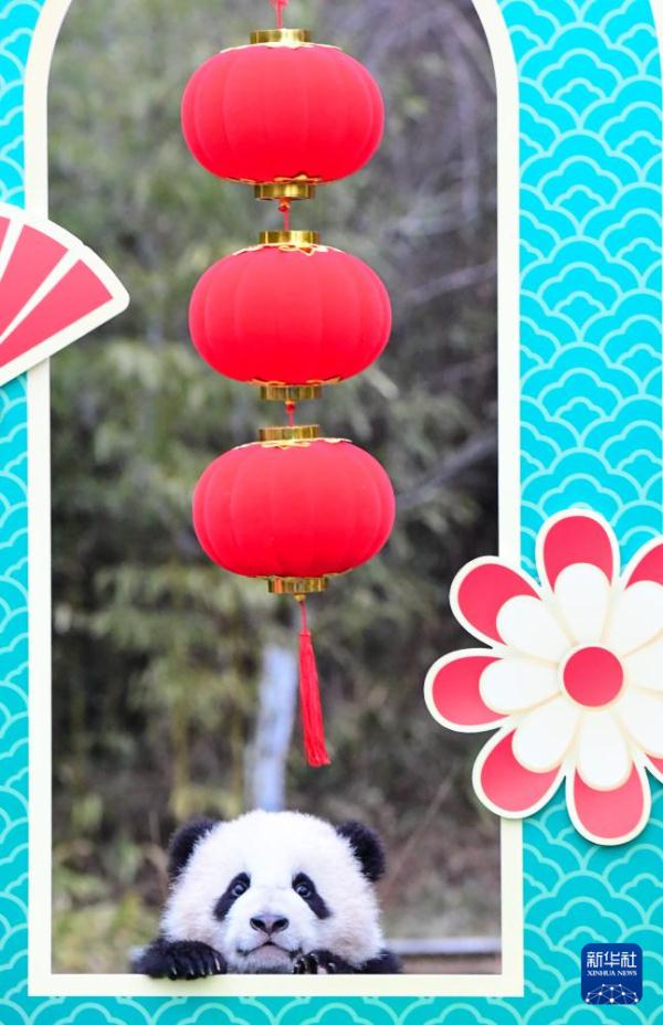 “新生大熊猫宝宝”亮相贺新春